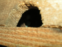 Ficedula hypoleuca