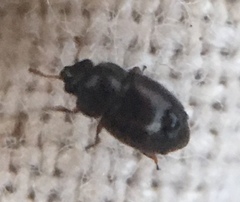 Brachypterus urticae