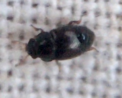 Brachypterus urticae