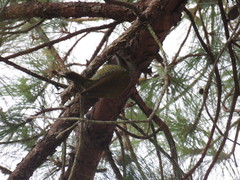 Colaptes auricularis