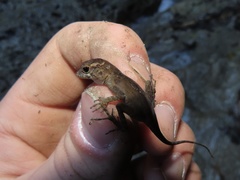 Anolis gundlachi