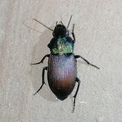 Neoaulacoryssus speciosus