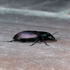 Neoaulacoryssus speciosus