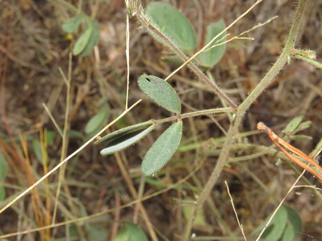 Chamaecrista punctulata