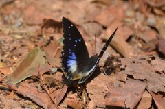 Charaxes xiphares ludovici