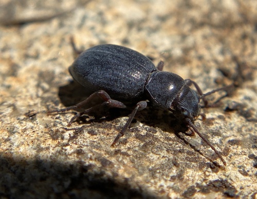iNaturalist observation photo of Triorophus