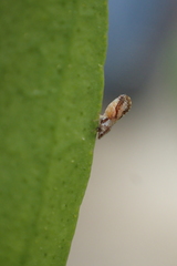 Diaphorina citri