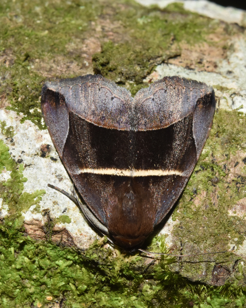Dysgonia erecta