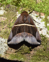Dysgonia erecta