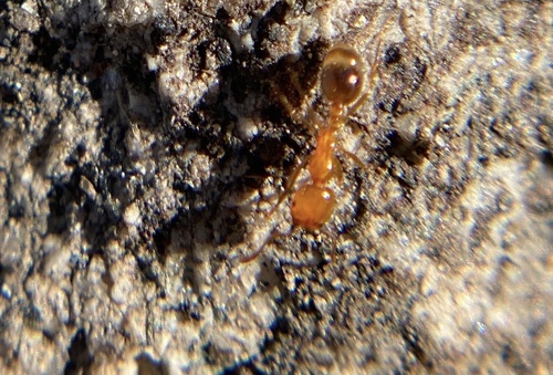 iNaturalist observation photo of Solenopsis Fire Ants and Thief Ants