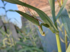 Hierodula transcaucasica