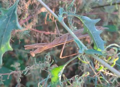Mantis religiosa