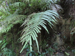 Pelazoneuron abruptum