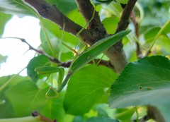 Hierodula transcaucasica