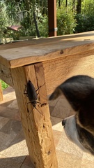 Ctenoscelis acanthopus