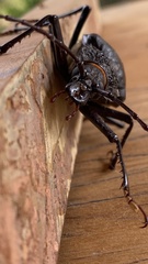 Ctenoscelis acanthopus