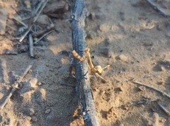 Empusa pennicornis