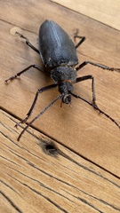 Ctenoscelis acanthopus