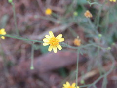 Oxypappus scaber