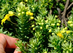 Euryops tysonii