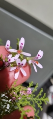 Pelargonium denticulatum