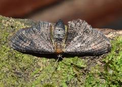 Geometridae