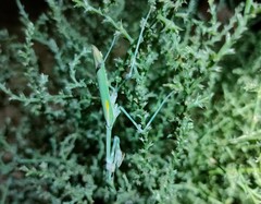 Empusa pennicornis