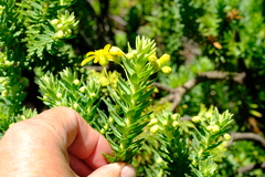 Euryops tysonii