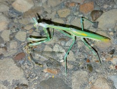 Empusa pennicornis