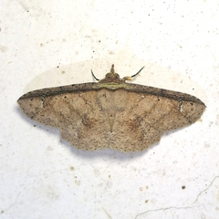 Eulepidotinae