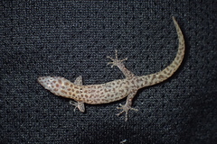 Sphaerodactylus difficilis