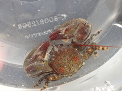 Petrolisthes cinctipes