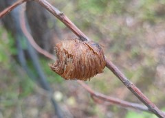 Hierodula transcaucasica