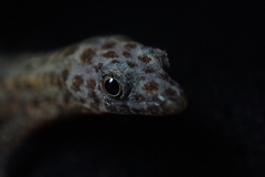 Sphaerodactylus difficilis