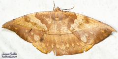 Oxydia bilinea