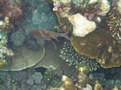 Ostorhinchus norfolcensis