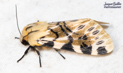 Hypercompe neurophylla