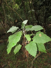 Onoseris onoseroides