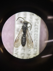 Myrmosa unicolor