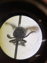 Myrmosa unicolor