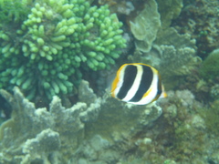 Chaetodon tricinctus