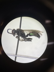 Myrmosa unicolor