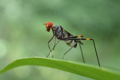 Hoplocheiloma maculosum