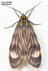 Eucereon costulata