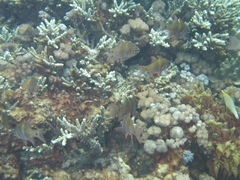 Ostorhinchus norfolcensis