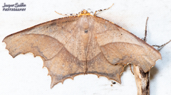 Eutomopepla rogenhoferi