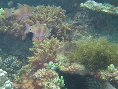 Ostorhinchus norfolcensis