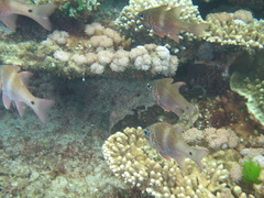 Ostorhinchus norfolcensis