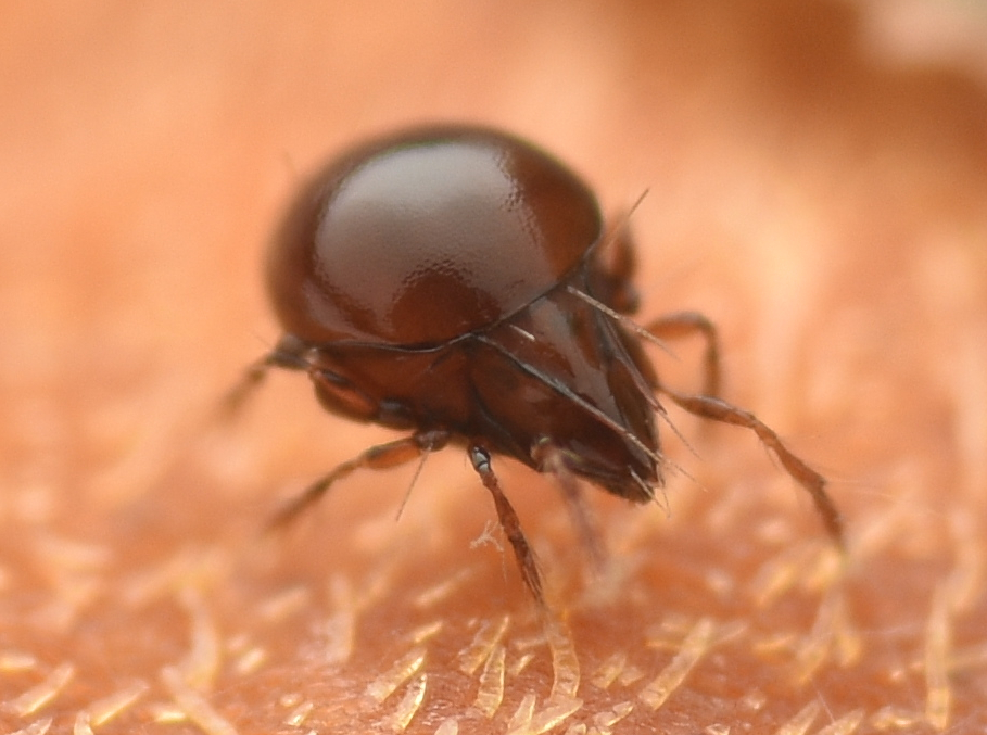 Metrioppiidae