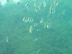 Chaetodon tricinctus
